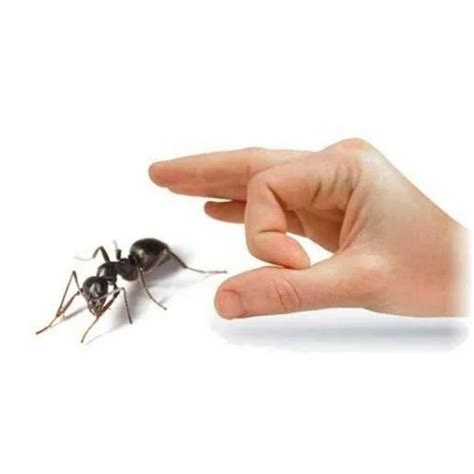 Ant Pest Control Service Rs 13square Feet City Pest Control Id