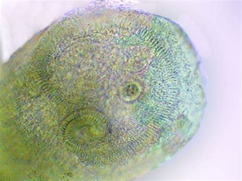 Some stains for amateur microscopy