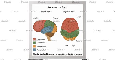 Brain lobes, labelled diagram. poster | Zazzle