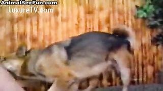 Search Videos For Horny Doxy Used By A Mutt 61417 Watch Horny Doxy Used By A Mutt 61417 At