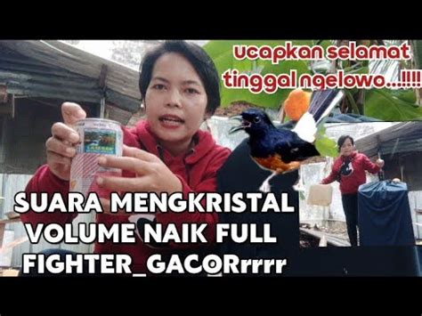 TERLALU MUDAH TRIK JITU Burung Murai VOLUME NAIK Bongkar Isian