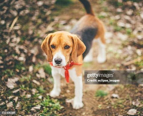 162 Beagle Hound Mix Stock Photos, High-Res Pictures, and Images - Getty Images