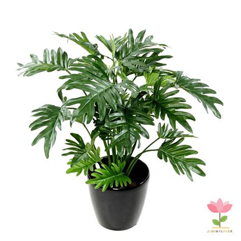 Jual Tanaman Hias Philodendron Selloum Philodendron Selloum Shopee