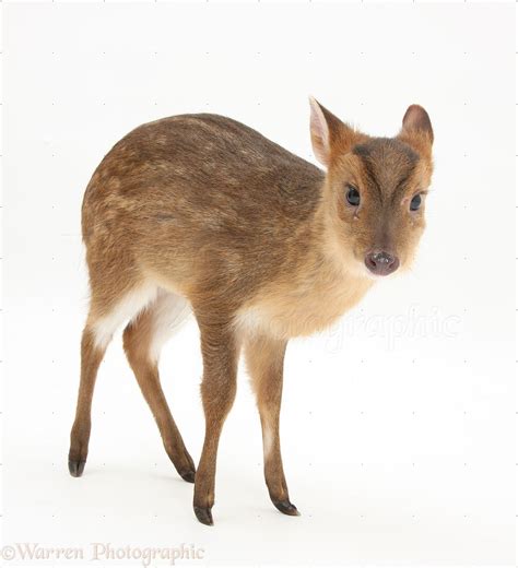 Muntjac deer fawn photo WP27874