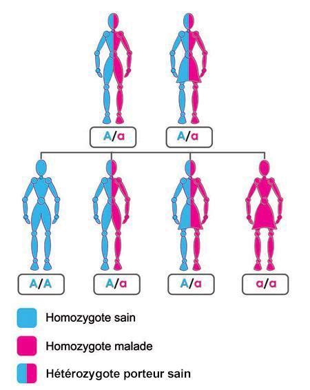 Dr Panocytose Que Dois Je Savoir