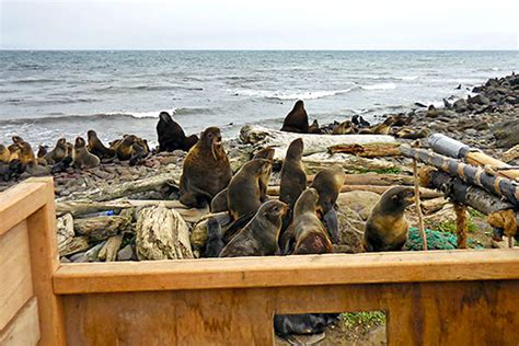 Understanding The Northern Fur Seal Relationship With Prey Post 3