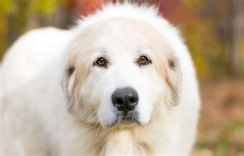 Great Pyrenees Growth Weight Chart: Size Guide By Age, 46% OFF