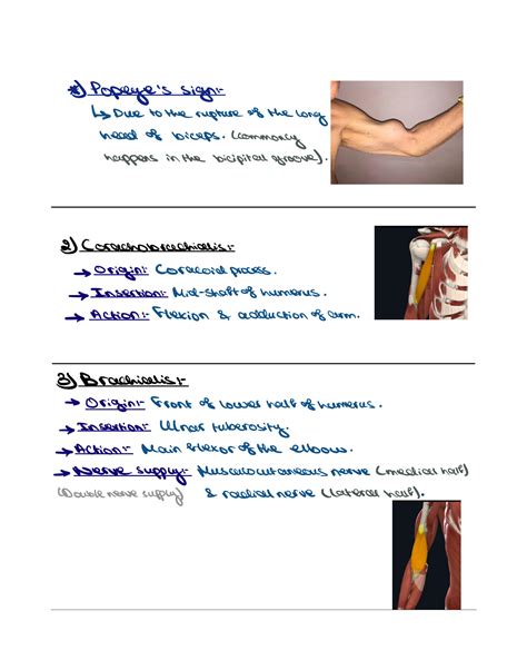 Solution Upper Arm Elbow Joint And Cubital Fossa Anatomy Notes