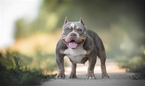 American Bully - A-Z Animals