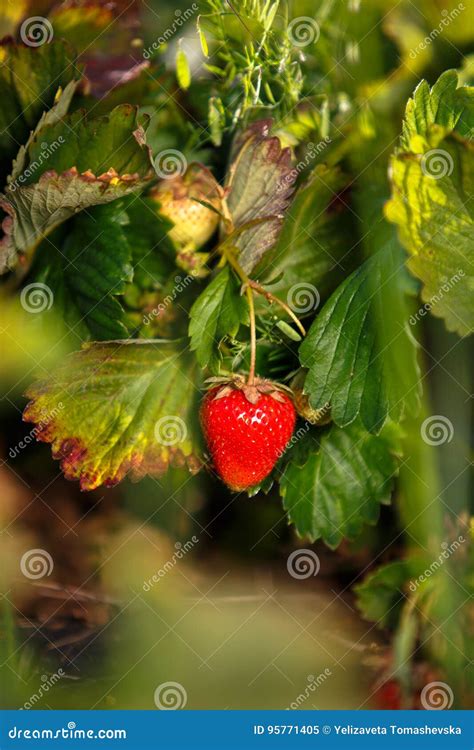 Red Berry A Strawberry Ripened On A Bush In The Field Agriculture To