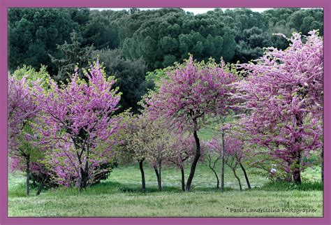 Alberi In Fiore Al Parco Di Tor Tre Teste Roma Alberi In Flickr