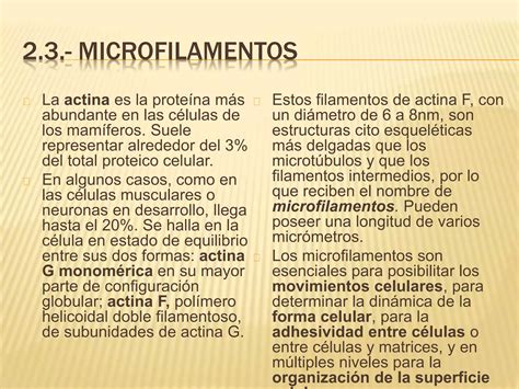 Matriz Citoplasm Tica Y Citoesqueleto Ppt