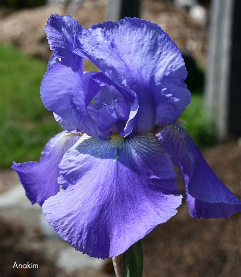 Anakim Historic Iris Preservation Society