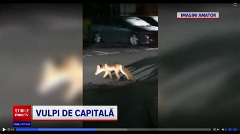 Vulpile Se Plimba Nestingherite Prin Bucuresti Una A Fost Filmata Cu O