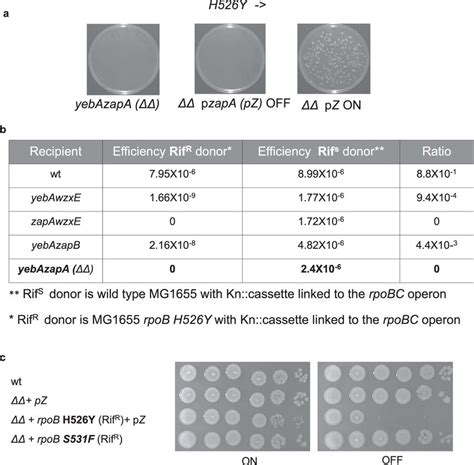 Specific Synthetic Lethal Interaction Between RifRrpoB H526Y And