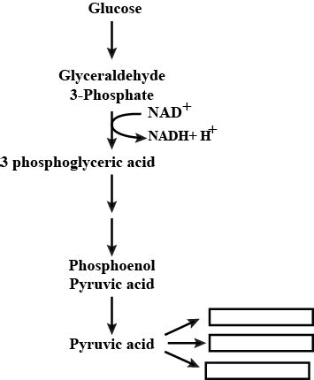 Pyruvic acid is the end product of glycolysis. What are the three types of metabolic fates of ...