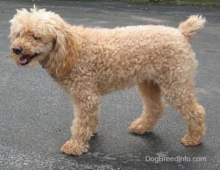 Miniature Poodle Dog Breed Information and Pictures