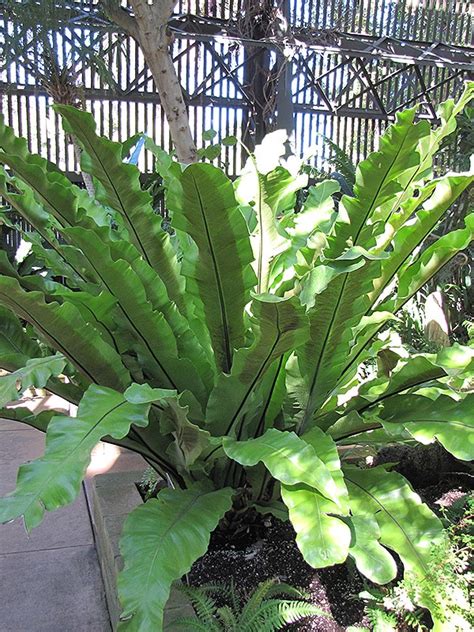 Bird S Nest Fern Buchanan S Native Plants