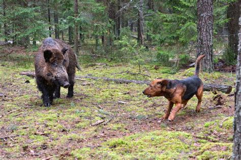 Jagd Auf Wildschwein Stockbild Bild Von Landwirtschaftlich 104354191