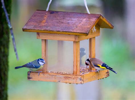 Comment Nourrir Les Oiseaux Du Jardin Nourriture Oiseaux Exterieur