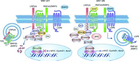 Targeting Lgr In Colorectal Cancer Wnt Signaling Pathway Plays An