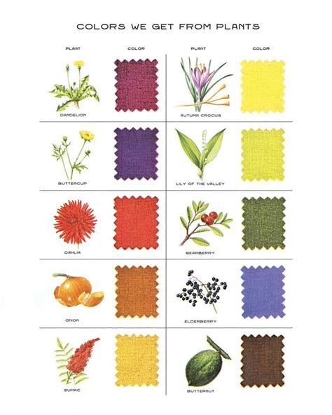 Natural Dyes Color Chart Vintage Plant Color Print X Print Color