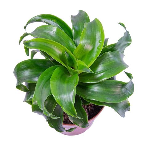 Dracaena Fragrans, Twister Dragon Plant - Nestreeo.com