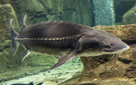 Technique De L Aquarium De Langenthal