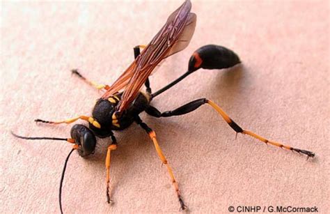 Dauber Wasp