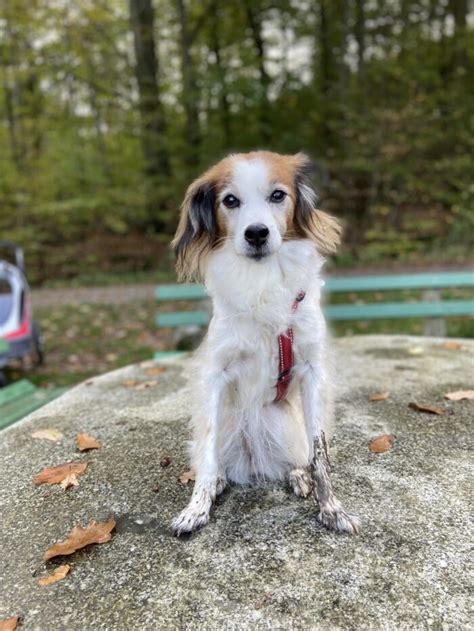 Luna Trauer um Hunde verstehen und bewältigen Lebewohl Fellnase