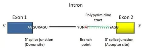 intron definition structure functions biology notes