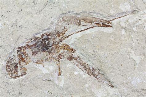 4.4" Fossil Lobster (Pseudostacus) - Lebanon (#70302) For Sale ...