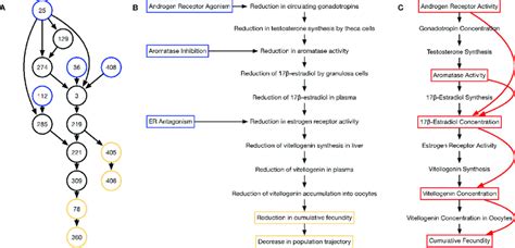 Development Of The Adverse Outcome Pathway Aop Network For Female