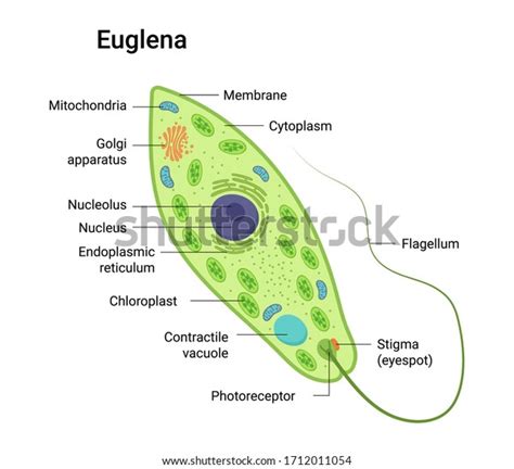 Vector Anatomy Euglena Educational Illustration Stock Vector Royalty