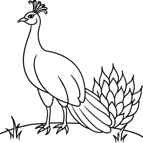 Peacock Bird Coloring Pages 43567699 Vector Art At Vecteezy