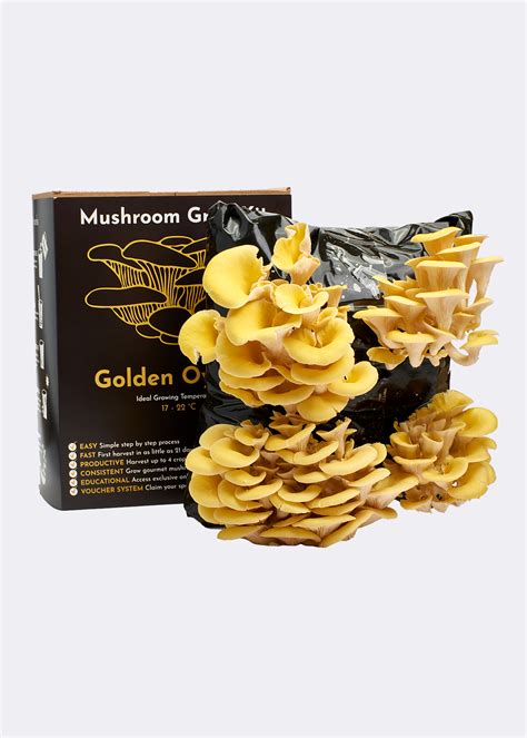 Gold Oyster Mushroom Grow Kit Dobbies Garden Centres