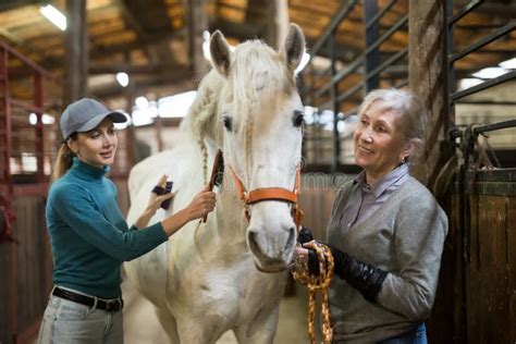 Women Horsebreeders Grooming White Horse in Stable Stock Photo - Image of 3540, caring: 241353950