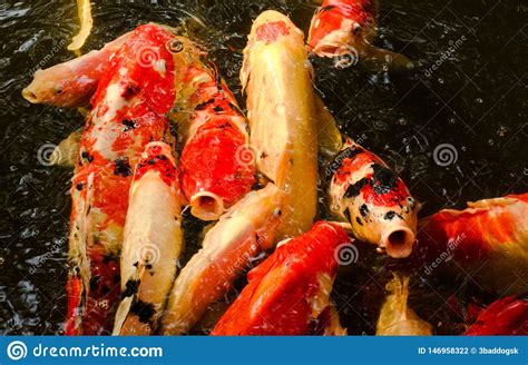 A Imagem Colorida Do Close Up De Koi Ou De Peixe Da Carpa Que S O Uns