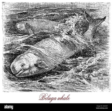 Beluga whale gregarious Arctic and sub-Arctic cetacean of white color with an echolocation organ ...