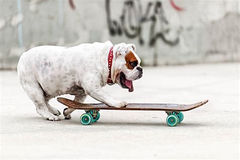 Best Dog On Skateboard Stock Photos, Pictures & Royalty-Free Images ...