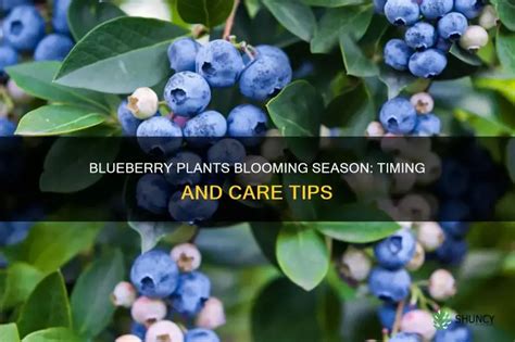 Blueberry Plants Blooming Season Timing And Care Tips Shuncy