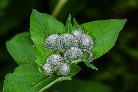 Arctium Tomentosum 1 Filzige Klette Arctium Tomentosum  Flickr