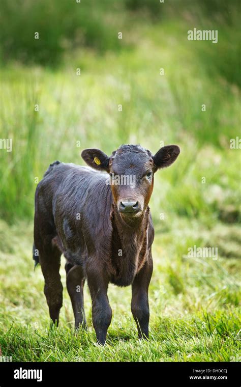 Breed dexter cattle hi-res stock photography and images - Alamy