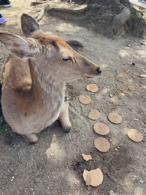 奈良公園のシカ、鹿せんべいに飽き飽き！？ ソフトクリームを食べさせる外国人を目撃 注意守らぬ観光客も｜まいどなニュース