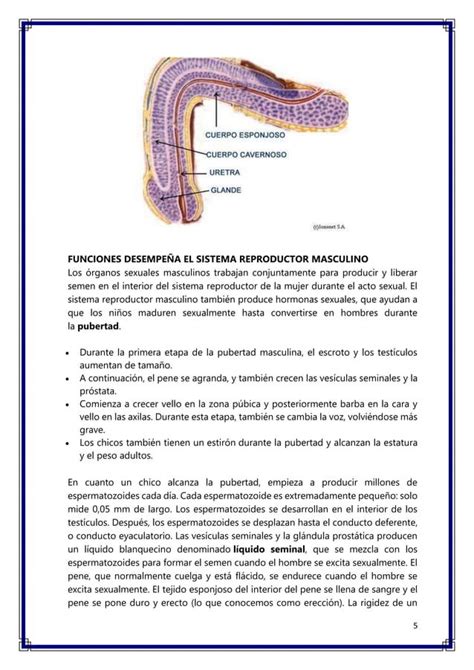 APARATO REPRODUCTOR MASCULINO Docx