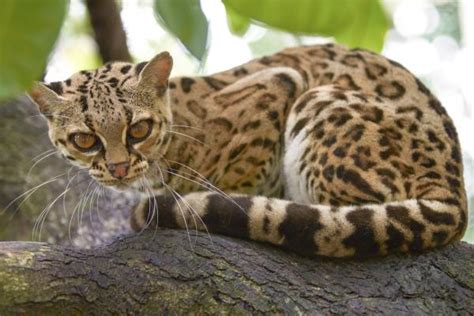 Está el OCELOTE en PELIGRO DE EXTINCIÓN Causas y Cómo Progeterlo