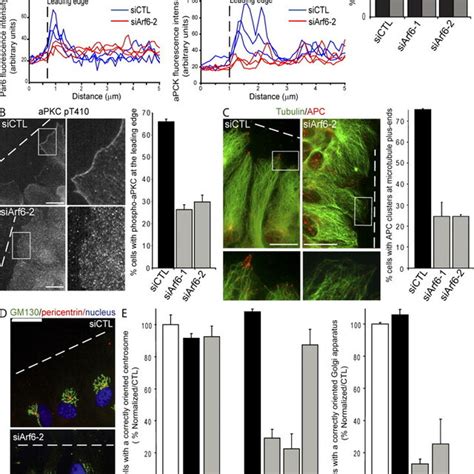 Arf6 Controls The Cdc42 Mediated Polarity Signaling Pathway And Cell Download Scientific