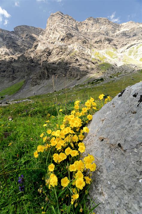 Mountains Wildflowers Photos Download The Best Free Mountains