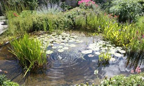 Ways To Incorporate Oxygenating Pond Plants In Your Pond – Love Fish Tank