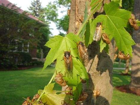 Everything You Need to Know About the Cicada Emergence in Spring 2021